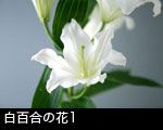 白百合の花1