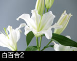 白百合の花2