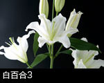 白百合の花3