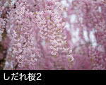 しだれ桜2