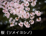 桜の花 （ソメイヨシノ）