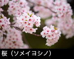 桜の花 （ソメイヨシノ）