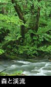 無料写真素材 ストックフォト 森と渓流 シダ 苔むす木