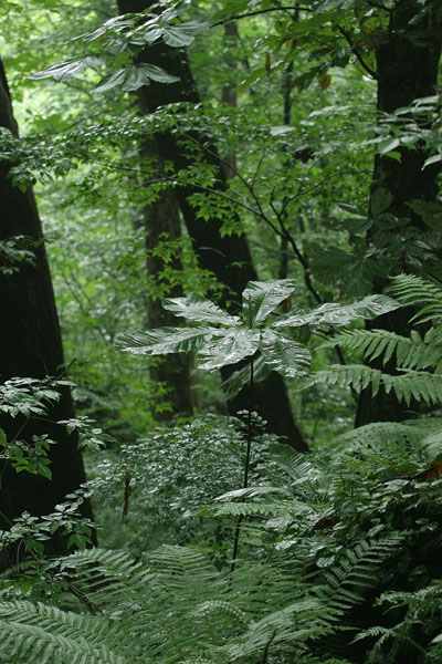 ホウの葉(幼木）と森林 雨に濡れた 画像 無料写真素材