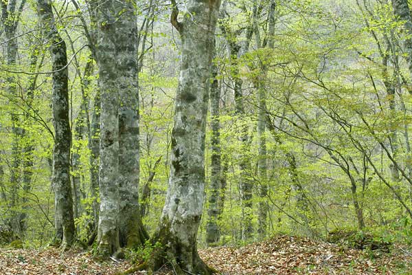 ブナ林の芽吹き 春の森林イメージ 画像 無料写真素材 フリー