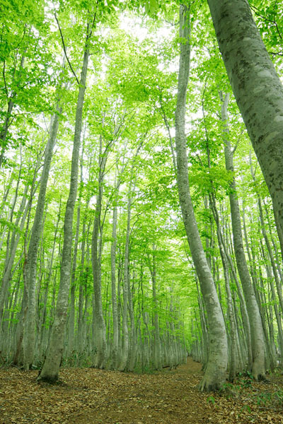 ブナ林 新緑 森林の中 道 縦 画像2 八甲田山 フリー写真素材 花ざかりの森