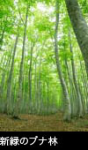 無料写真素材、新緑のブナ林 画像