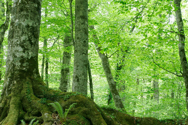 萌葱色の新緑グラデーション、むき出しのブナ大木の根が岩を抱く。横位置画像
