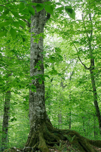 ブナの大木 爽やかな新緑の森林 木の根 画像2 縦 フリー写真素材