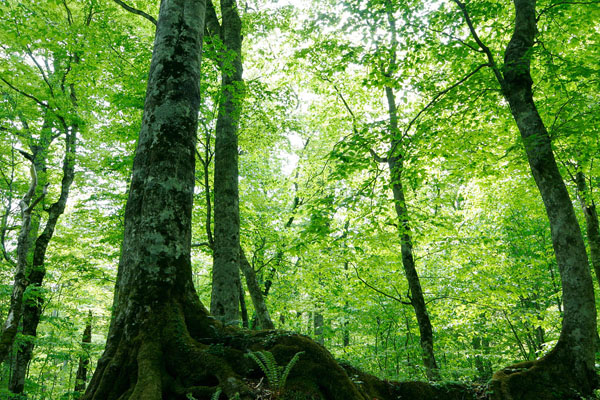 ブナの大木 爽やかな新緑色の森林 落葉樹 5月 木の根 画像3 無料写真素材