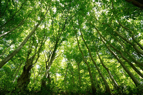 深緑のブナ林 画像 6月の森林 見上げる 森林浴 無料写真素材 フリー 花ざかりの森