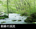 芽吹きの森 花咲く奥入瀬渓流 フリー写真素材