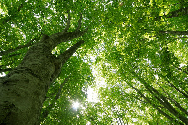ブナの大木 落葉樹 爽やかな深緑 濃い緑色の森林 見上げる 画像 無料写真素材フリー