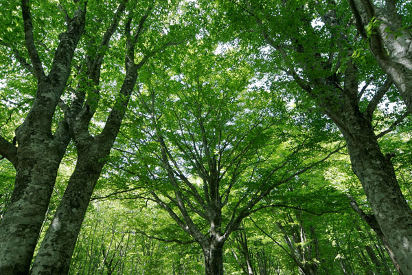 夏のブナ林 深緑の森林 日が射す 広葉樹林 画像3 フリー写真素材
