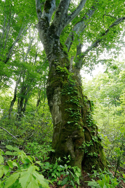 ブナ大木 老木 森林 画像2 縦 フリー写真素材