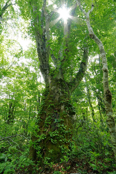 ブナ大木 老木 森林 木漏れ日 画像3 縦 フリー写真素材 印刷デザイン素材 花ざかりの森