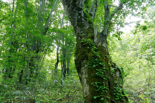 ブナ 老木 森林 画像4 フリー写真素材