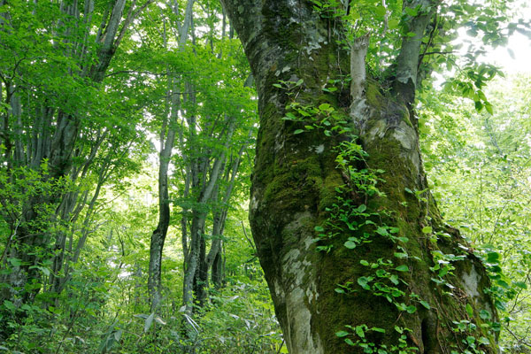 ブナ 古木 森林 画像5 フリー写真素材