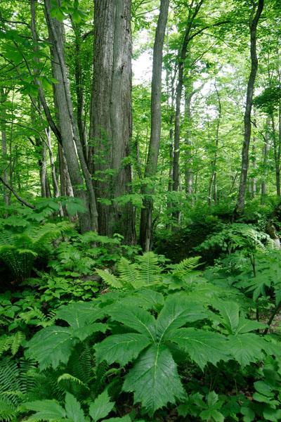ヤグルマソウの大きな葉とカツラの巨木 森林 画像1 フリー写真素材