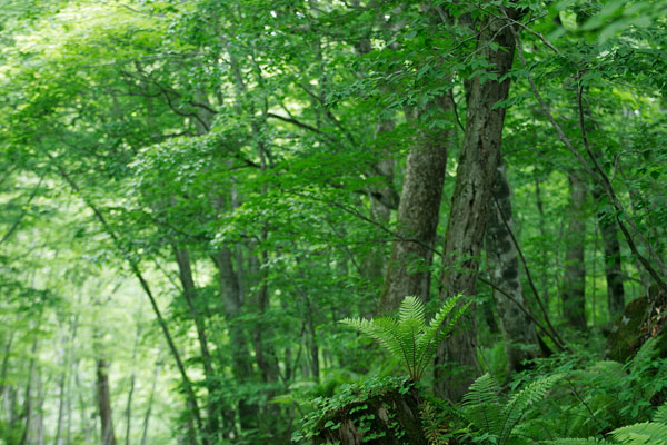 シダと深緑の木立 森林のイメージ 画像 無料写真素材