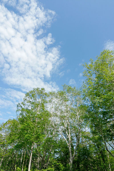 青空と森林の木立 新緑 縦 画像2 フリー写真素材