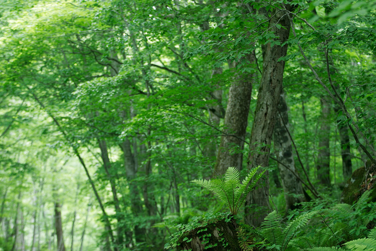 n3-0819　シダと深緑の木立 森林のイメージ