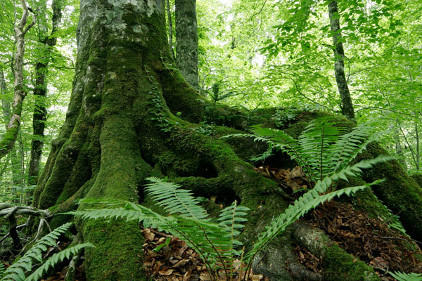 岩を抱く木の根 ブナ 森林 新緑 シダ 落葉樹林 無料写真素材フリー