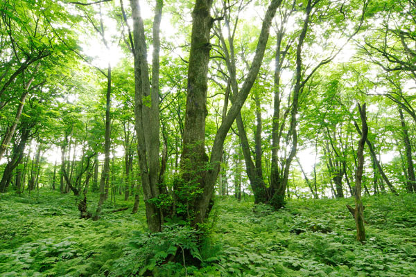 カツラの巨木と一面のシダの森 森林 新緑 落葉樹林 画像 無料写真素材フリー