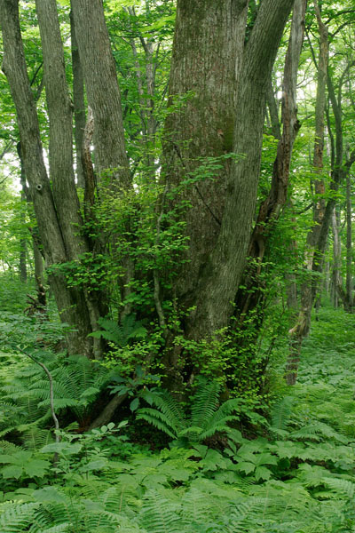 カツラの大木 幹 シダ 森林 深緑 広葉樹 画像3 無料写真素材
