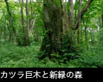 カツラ巨木と新緑の森