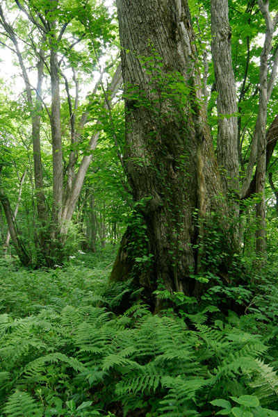 カツラの巨木 古木 幹 シダ 深緑色の森林 落葉樹 画像5 フリ無料写真素材