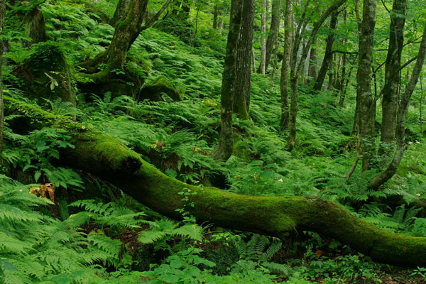 苔むす倒木と新緑の森林 画像 フリー無料写真素材