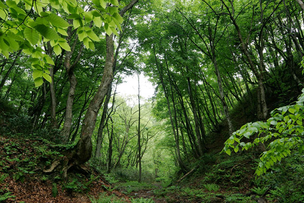 深緑色の落葉樹の森林 画像 7月 無料写真素材