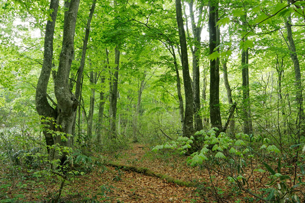 新緑の落葉広葉樹の森林 ブナ カエデ 画像 5月 森の歩道 無料写真素材フリー