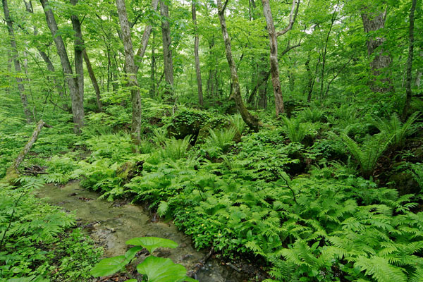 森林を流れる小川 萌黄色 新緑の落葉樹林と森の植物 画像3 無料写真素材