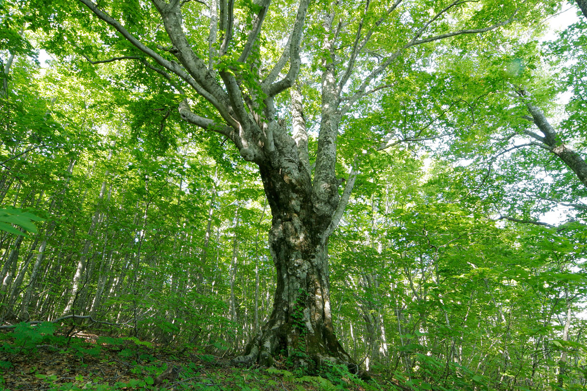 n4-0932　朝日射す新緑の森林 ブナ大木