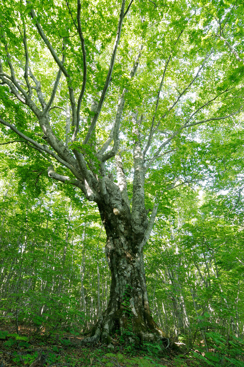 n4-0937　朝日射す新緑の森林 ブナ大木2