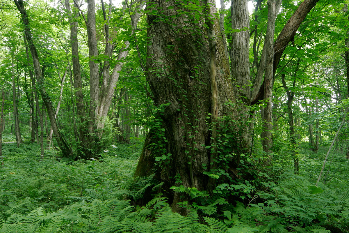 n4-1873　カツラの巨木とシダの森4