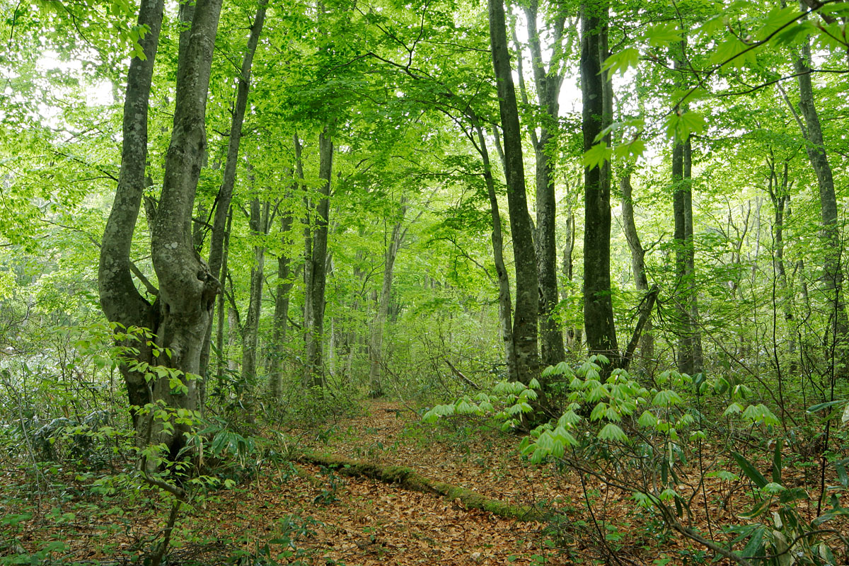 n4-6687　新緑の落葉広葉樹の森林 森の歩道