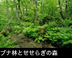 新緑のブナとシダの森林を流れる小川 フリー写真素材