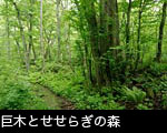 カツラの巨木とブナが生える新緑の森を流れる小川 無料写真素材