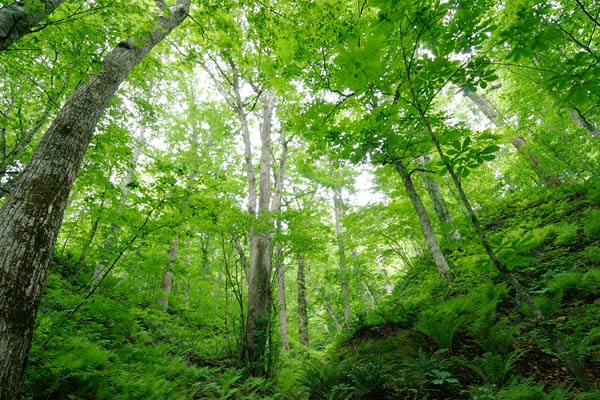 落葉広葉樹林の新緑 画像 フリー写真素材 無料