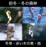 冬、早春の森・冬芽・冬の木の実・福寿草