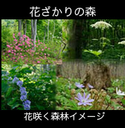 花ざかりの森、花咲く森林のイメージ