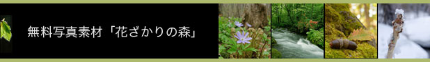 無料写真素材・フリー写真素材「花ざかりの森」