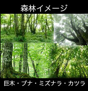 森林のイメージ・巨木・ブナ・ミズナラ・カツラ