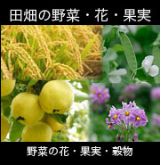 田畑の野菜・果実・花・穀物