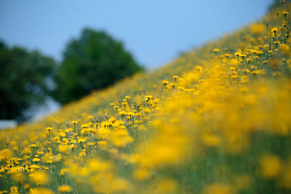 土手の傾斜で咲いている一面の黄色い花群。長焦点レンズで花の一部分にピントを合わせ前面の花と背後の木立青空はアウトフォーカス