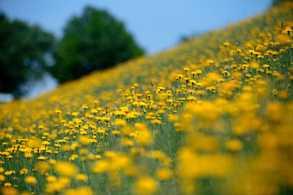 土手の傾斜で咲いている一面の黄色い花群。長焦点レンズで花の一部分にピントを合わせ前面の花と背後の木立青空はアウトフォーカス。バリエーション1カット