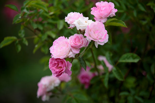 バラの花 ピンク色 一枝 フリー画像1 無料写真素材 花ざかりの森 花ざかりの森
